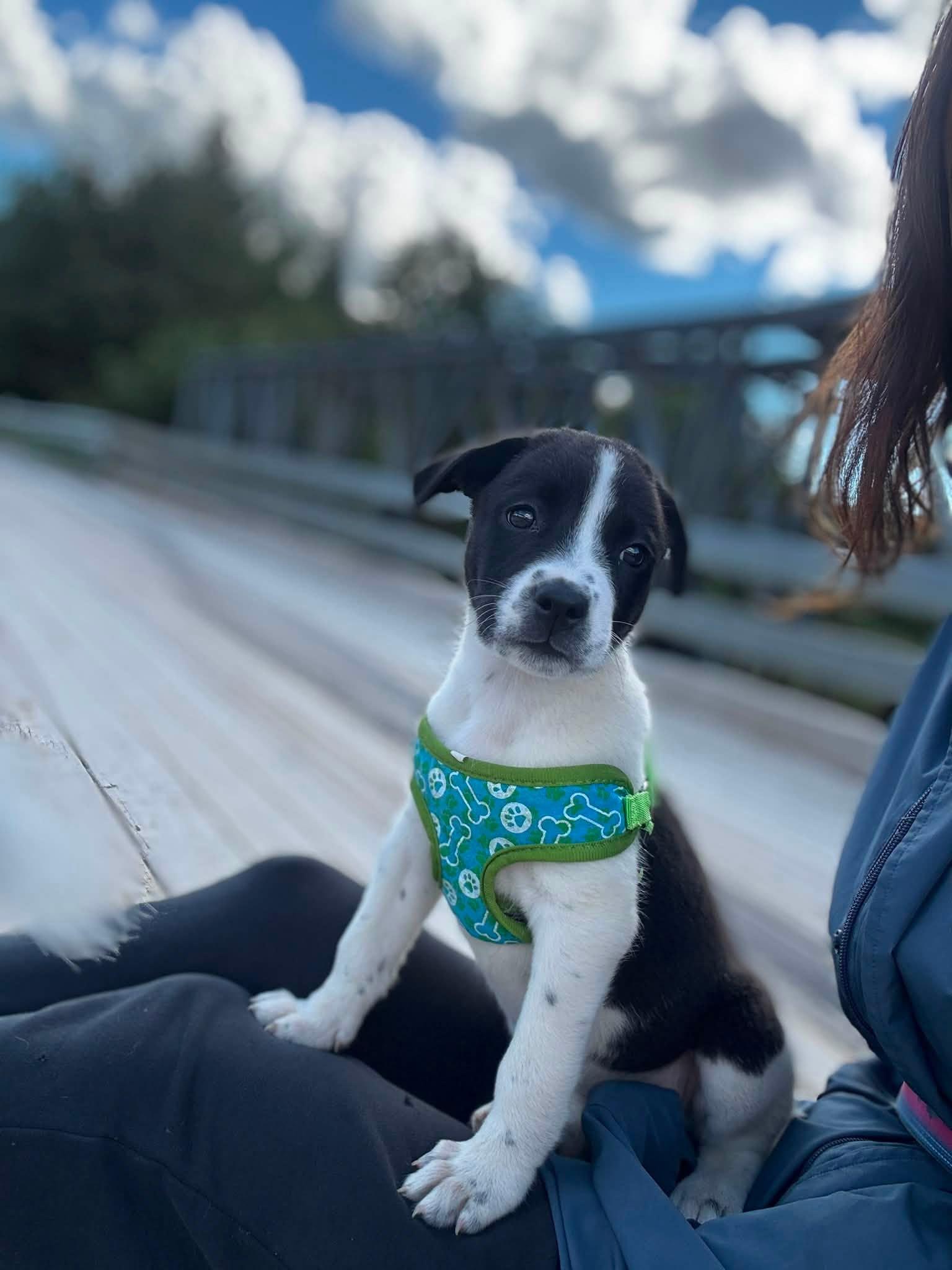 Enlarge Ophelia, an adopted Mixed Breed in Woodstock, ON image 3/5