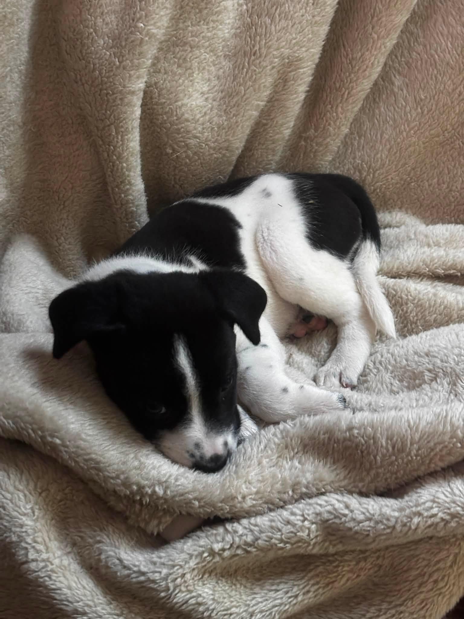 Enlarge Ophelia, an adopted Mixed Breed in Woodstock, ON image 5/5