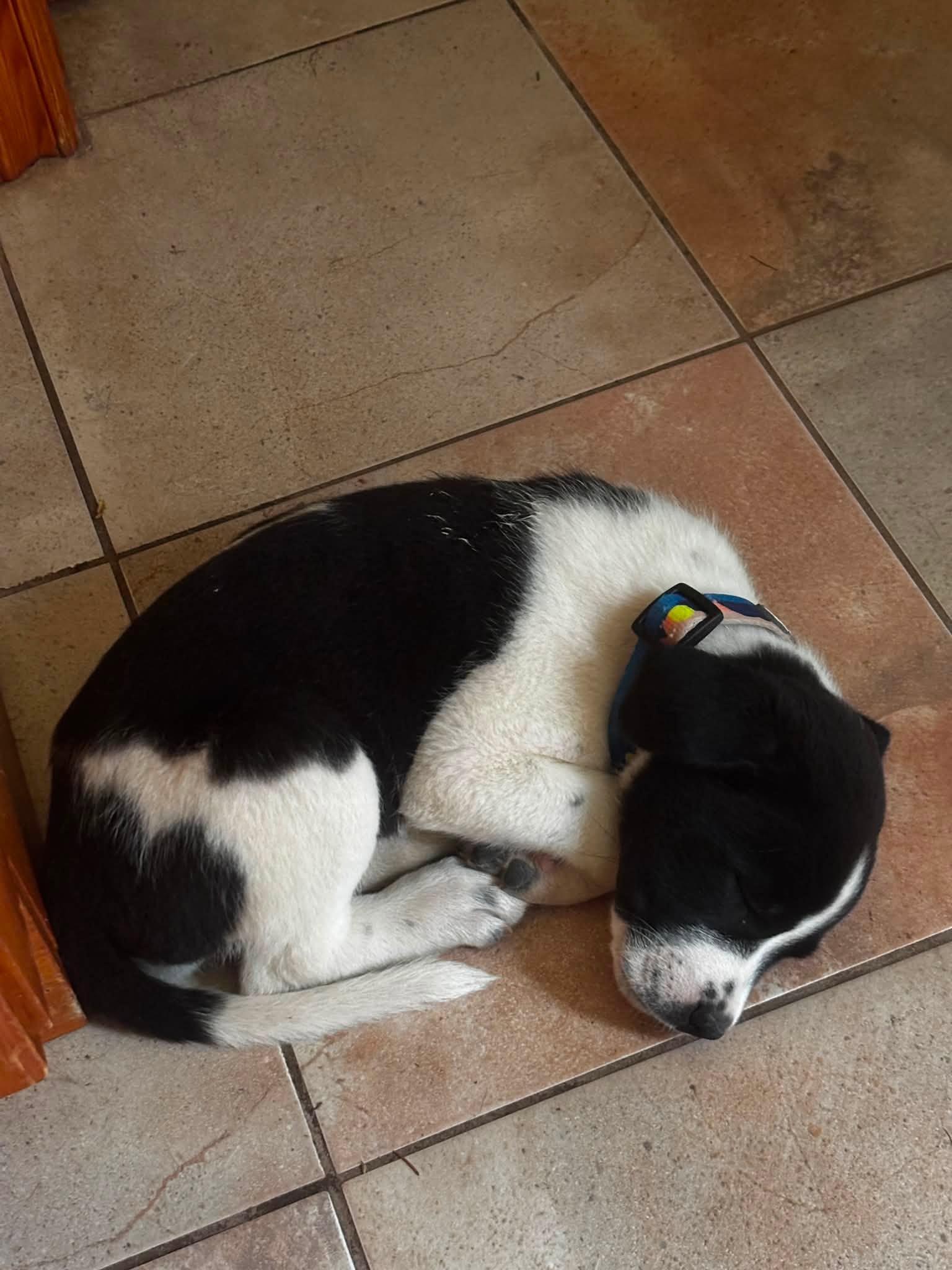 Enlarge Ophelia, an adopted Mixed Breed in Woodstock, ON image 4/5