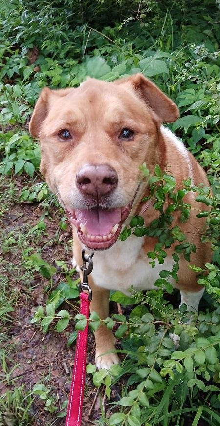 Enlarge HOSS, a ADOPTABLE mixed breed in Pegram, TN image 5/6
