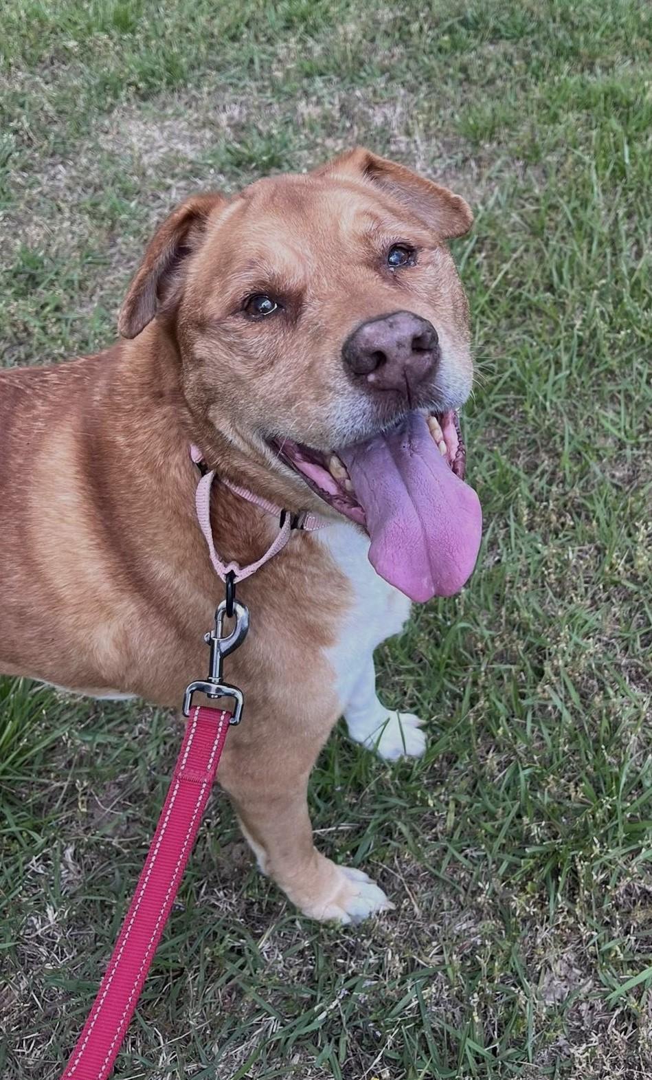 Enlarge HOSS, a ADOPTABLE mixed breed in Pegram, TN image 6/6