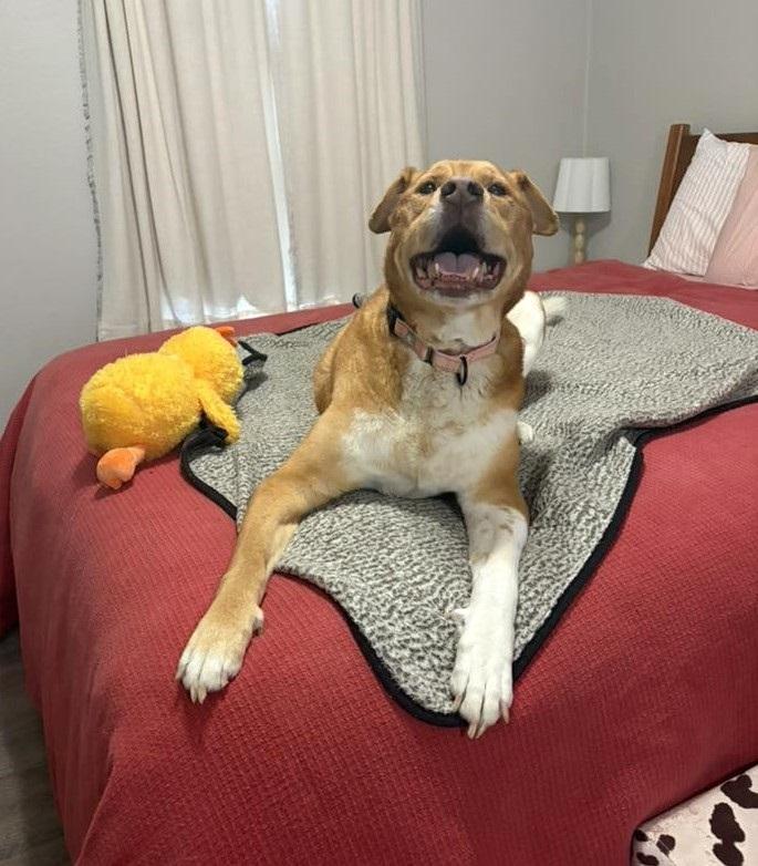 HOSS, ADOPTABLE, Senior Male Labrador Retriever.