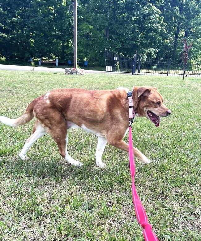 Enlarge HOSS, a ADOPTABLE mixed breed in Pegram, TN image 3/6