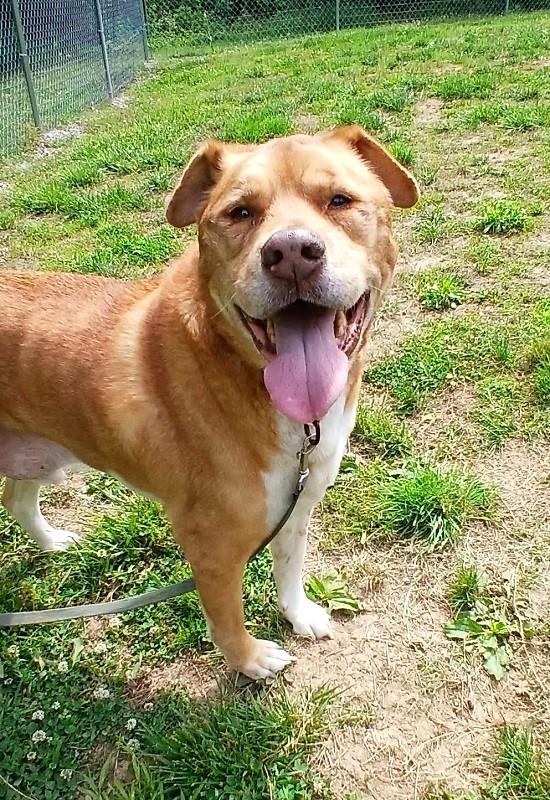 Enlarge HOSS, a ADOPTABLE mixed breed in Pegram, TN image 2/6
