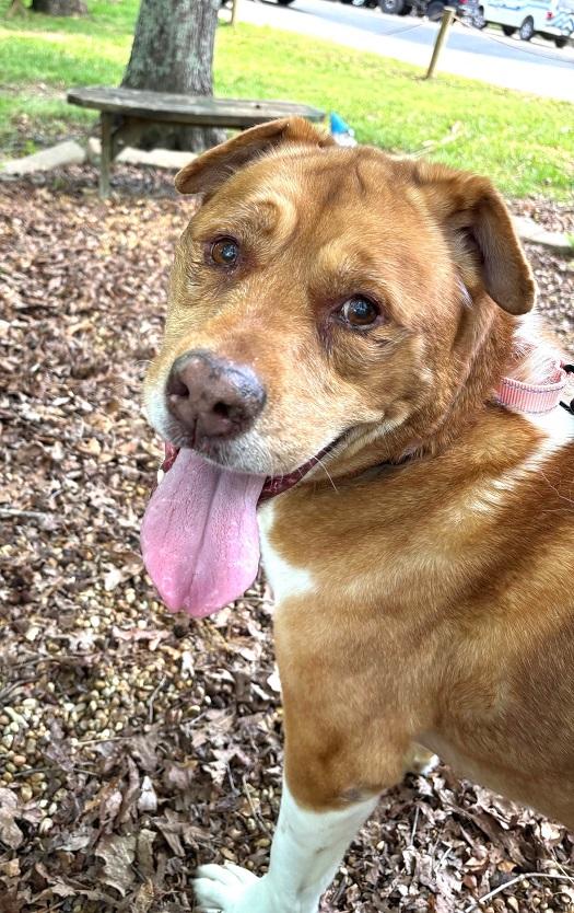 HOSS, ADOPTABLE, Senior Male Mixed Breed.