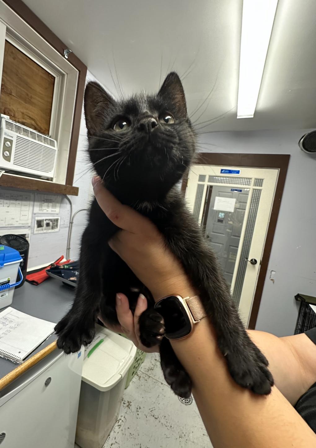 Brandy and Brooks, an adoptable Domestic Short Hair in Courtenay, BC, V9N 7T4 | Photo Image 4