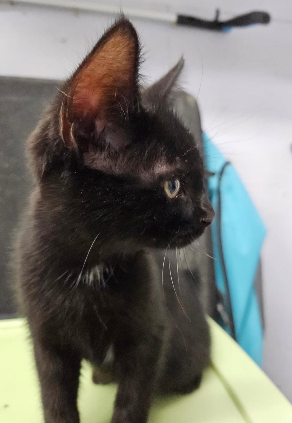 Brandy and Brooks, an adoptable Domestic Short Hair in Courtenay, BC, V9N 7T4 | Photo Image 3