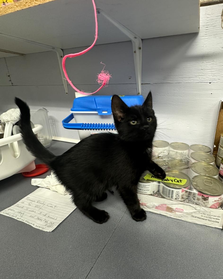 Brandy and Brooks, an adoptable Domestic Short Hair in Courtenay, BC, V9N 7T4 | Photo Image 6