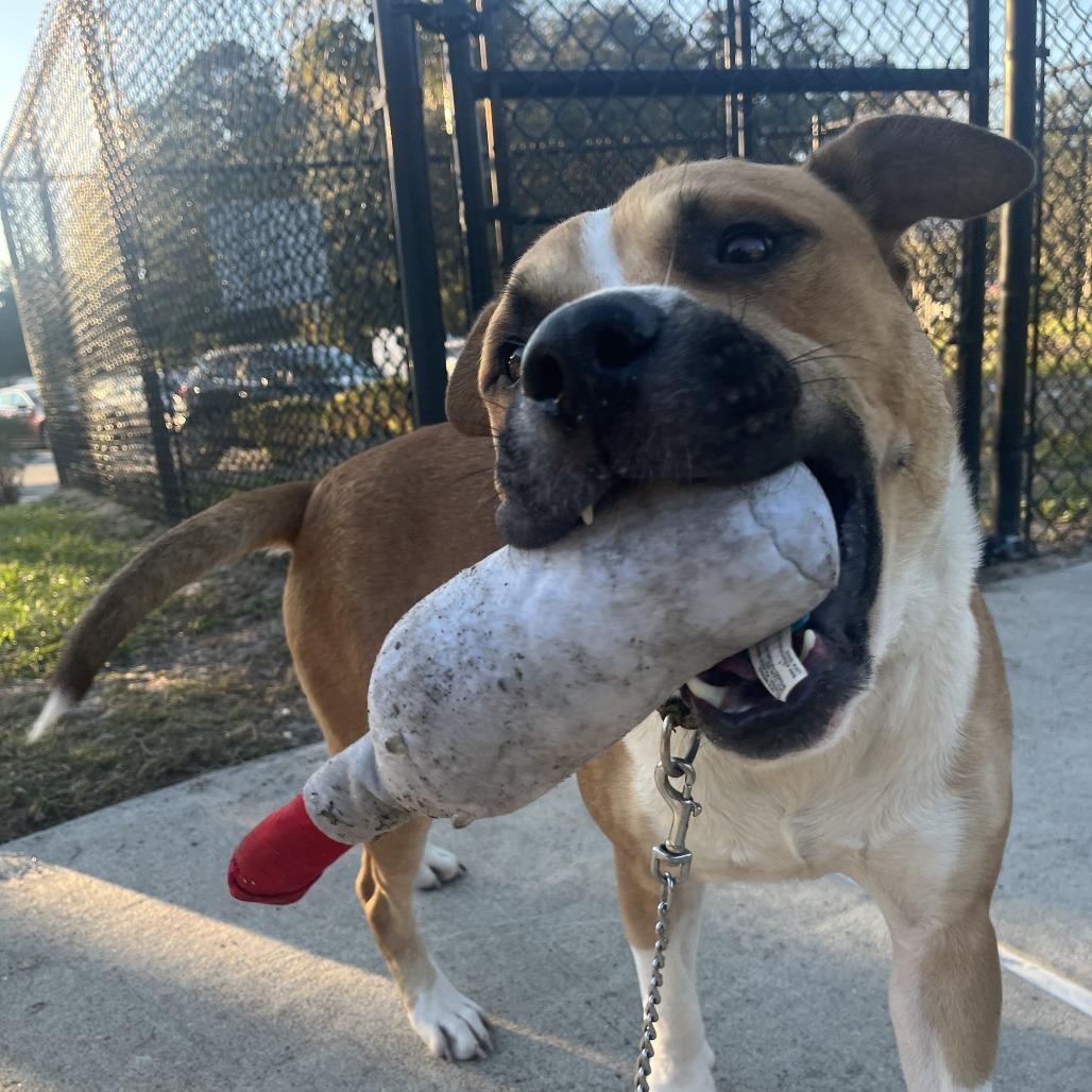 Enlarge Cutie Patootie, a Adoptable Mixed Breed in Jacksonville, FL image 1/6