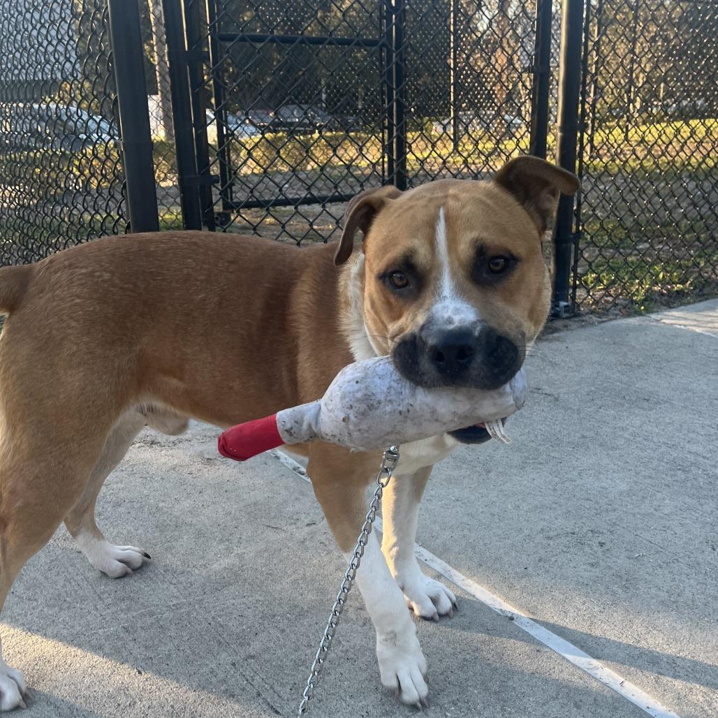 Enlarge Cutie Patootie, a Adoptable Mixed Breed in Jacksonville, FL image 2/6