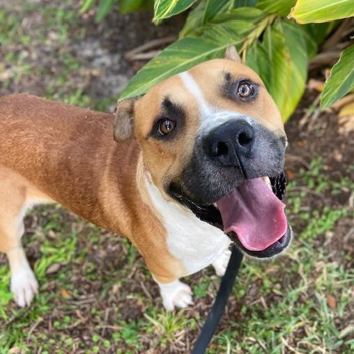 Enlarge Cutie Patootie, a Adoptable Mixed Breed in Jacksonville, FL image 3/6