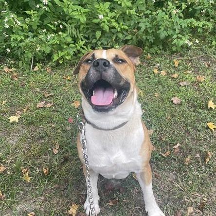 Enlarge Cutie Patootie, a Adoptable Mixed Breed in Jacksonville, FL image 4/6