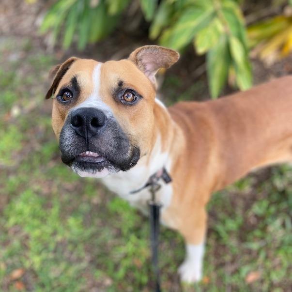 Enlarge Cutie Patootie, a Adoptable Mixed Breed in Jacksonville, FL image 5/6