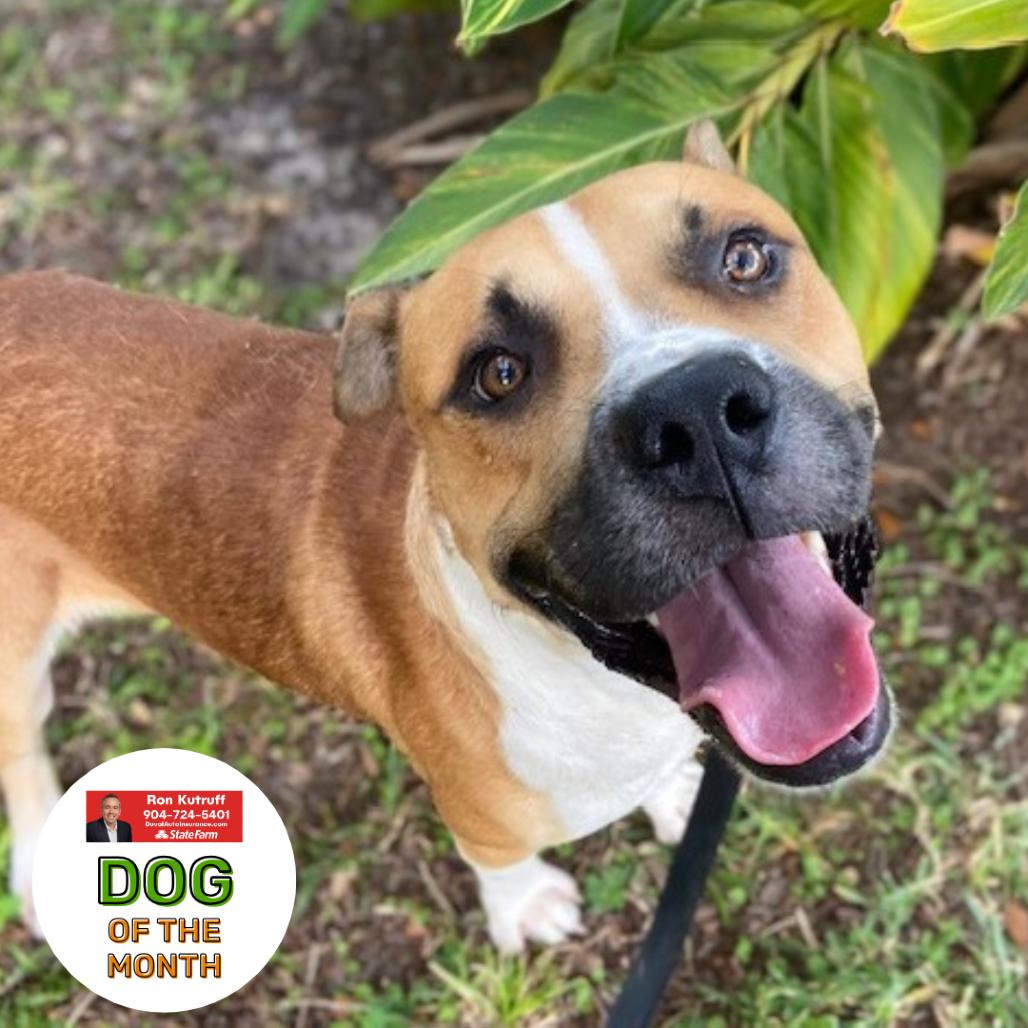 Enlarge Cutie Patootie, a Adoptable Mixed Breed in Jacksonville, FL image 6/6