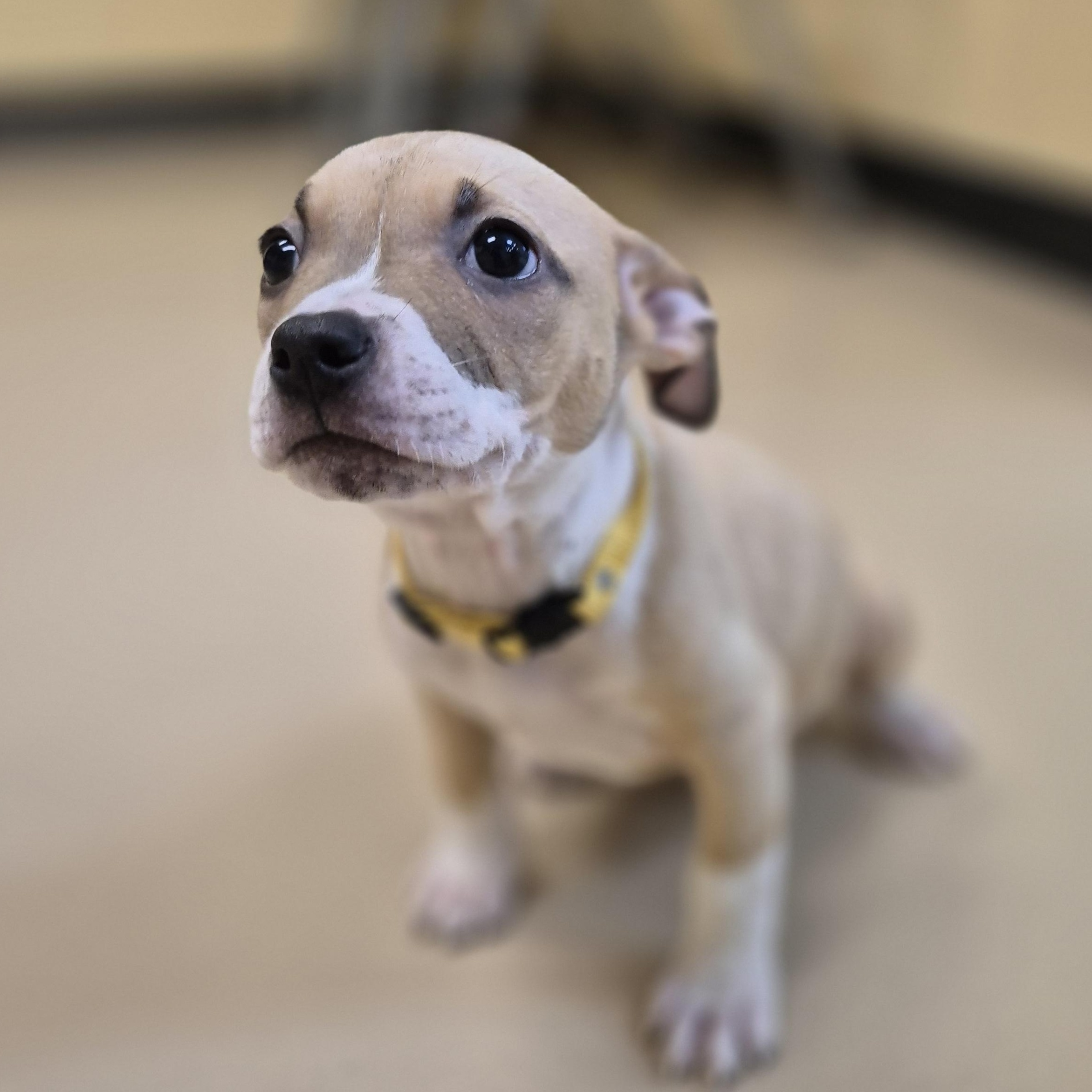 Rain, a ADOPTABLE Pit Bull Terrier in Schertz, TX image 3/3