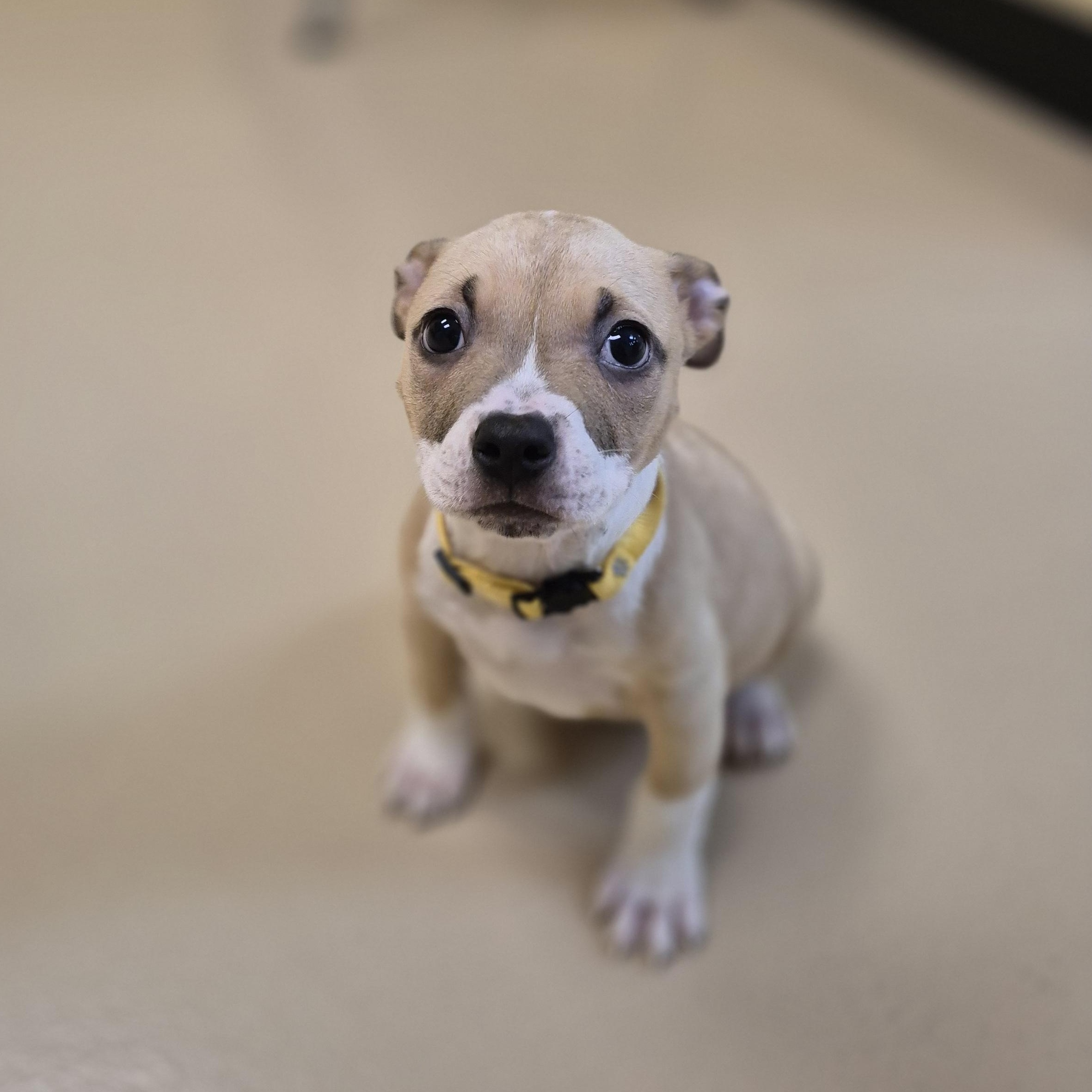 Rain, a ADOPTABLE Pit Bull Terrier in Schertz, TX image 2/3