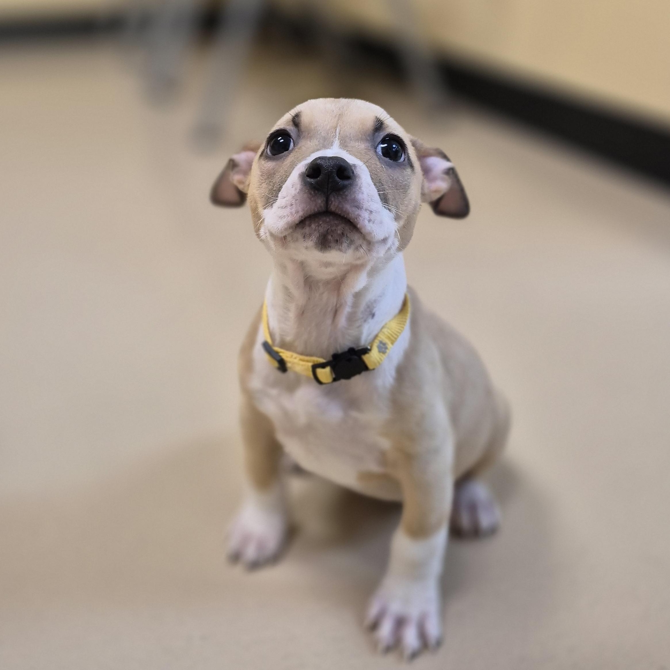 Rain, ADOPTABLE, Young Female Pit Bull Terrier.