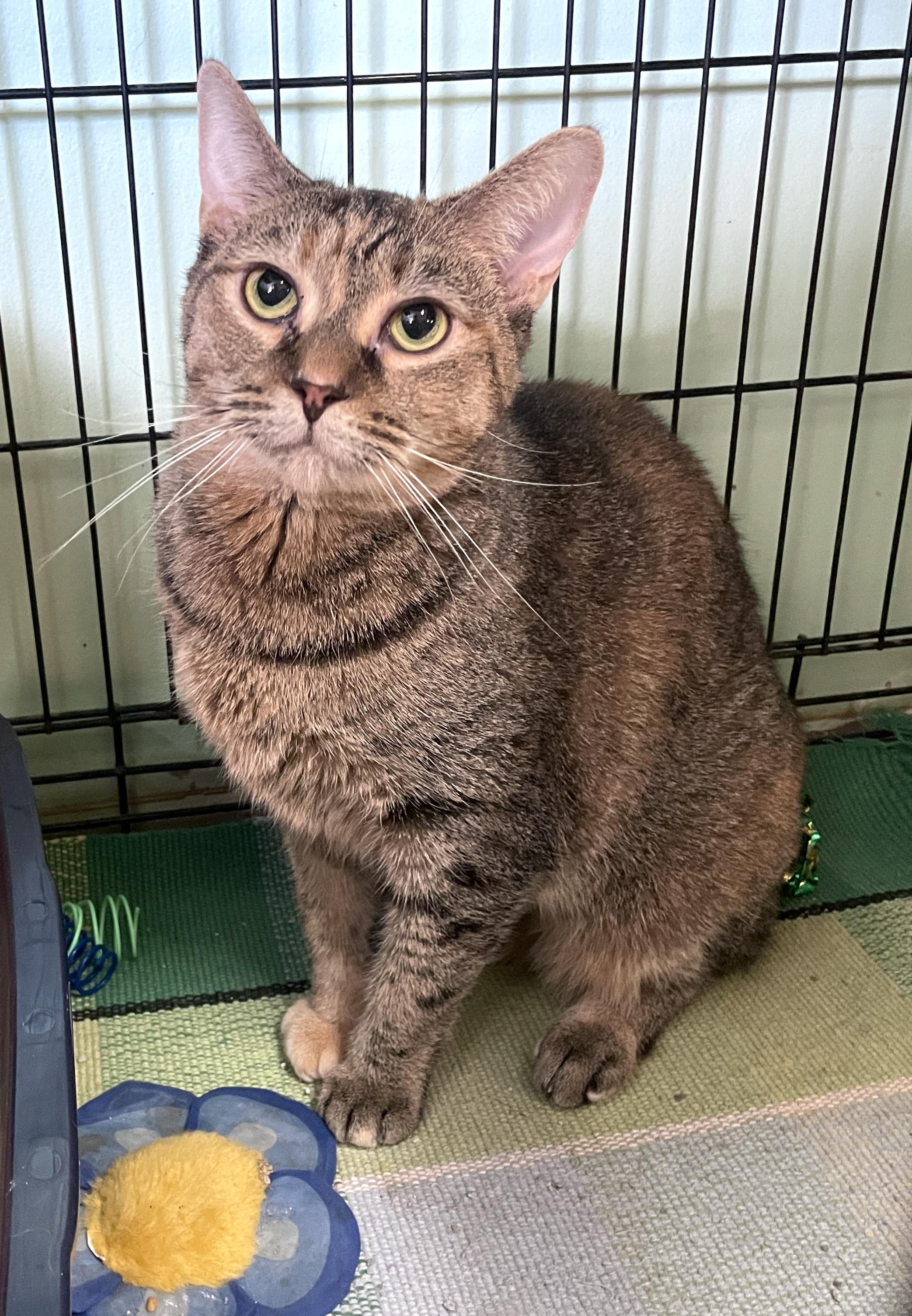 Candy, Adopted, Adult Female Domestic Short Hair.