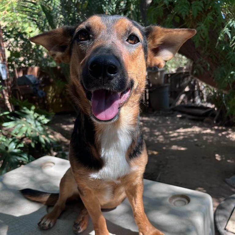 Tatiana, Adult Female Shepherd