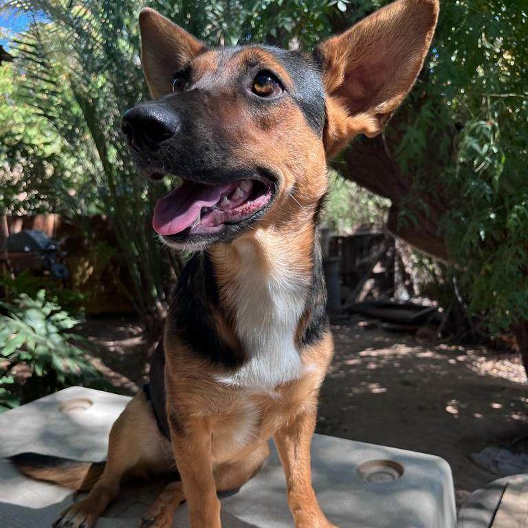 Enlarge Tatiana, a Adoptable Shepherd in Nogales , AZ image 2/6