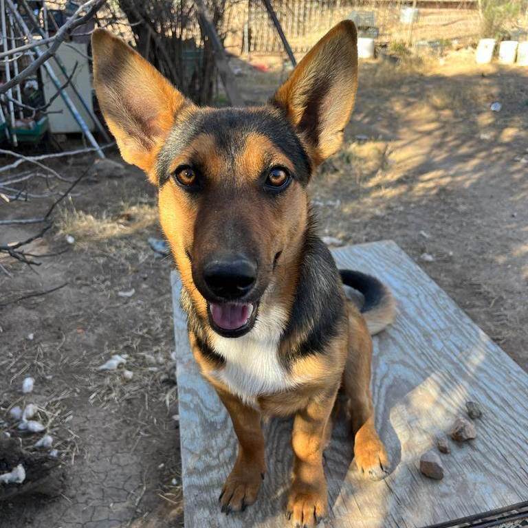 Enlarge Tatiana, a Adoptable Shepherd in Nogales , AZ image 3/6