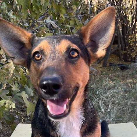 Enlarge Tatiana, a Adoptable Shepherd in Nogales , AZ image 4/6