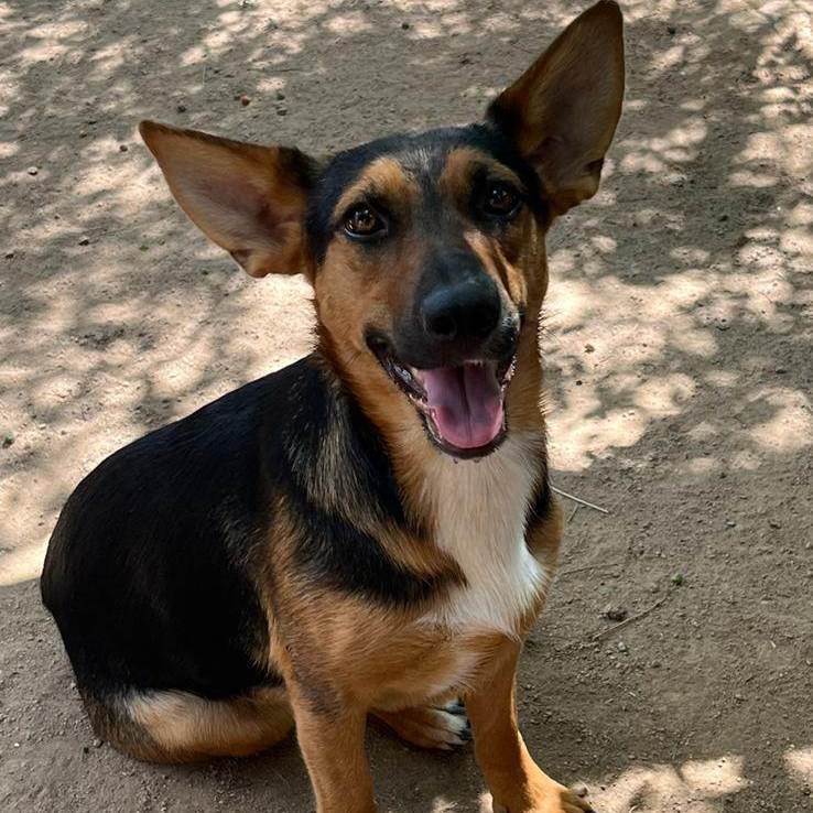 Enlarge Tatiana, a Adoptable Shepherd in Nogales , AZ image 5/6