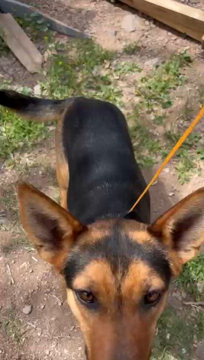 Enlarge Tatiana, a Adoptable Shepherd in Nogales , AZ video 6/6