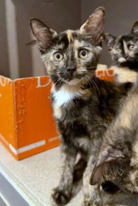 Enlarge Brownies, a Adoptable mixed breed in Washington, DC image 1/1