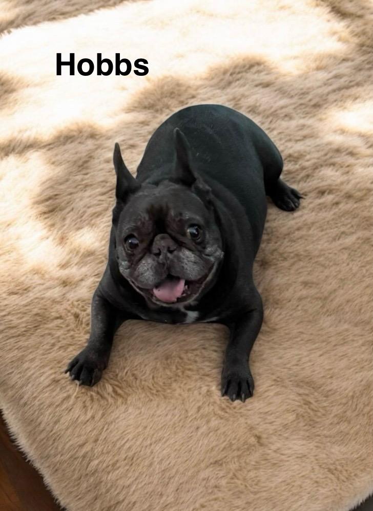 Hobbs, Adult Male French Bulldog