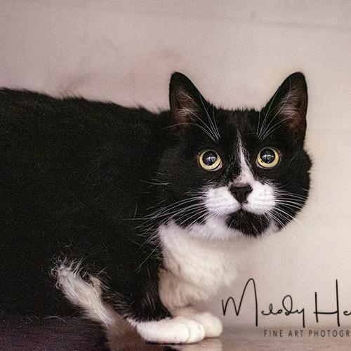 Enlarge Bella, a Adoptable Domestic Short Hair in Brockton, MA image 1/1