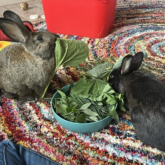 Enlarge Cinnamon & Pepper (Bonded pair, Courtesy Listing), a Adoptable Bunny Rabbit in Albuquerque, NM image 3/5