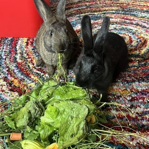 Cinnamon & Pepper (Bonded pair, Courtesy Listing), Adoptable, Adult Male Bunny Rabbit.