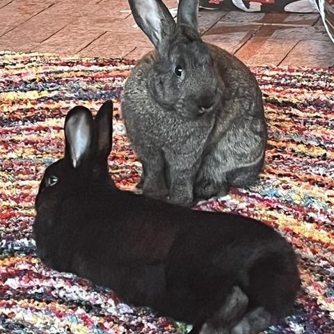 Enlarge Cinnamon & Pepper (Bonded pair, Courtesy Listing), a Adoptable Bunny Rabbit in Albuquerque, NM image 4/5