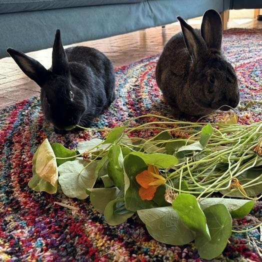 Enlarge Cinnamon & Pepper (Bonded pair, Courtesy Listing), a Adoptable Bunny Rabbit in Albuquerque, NM image 5/5