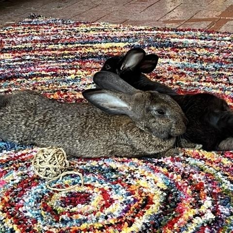 Enlarge Cinnamon & Pepper (Bonded pair, Courtesy Listing), a Adoptable Bunny Rabbit in Albuquerque, NM image 2/5