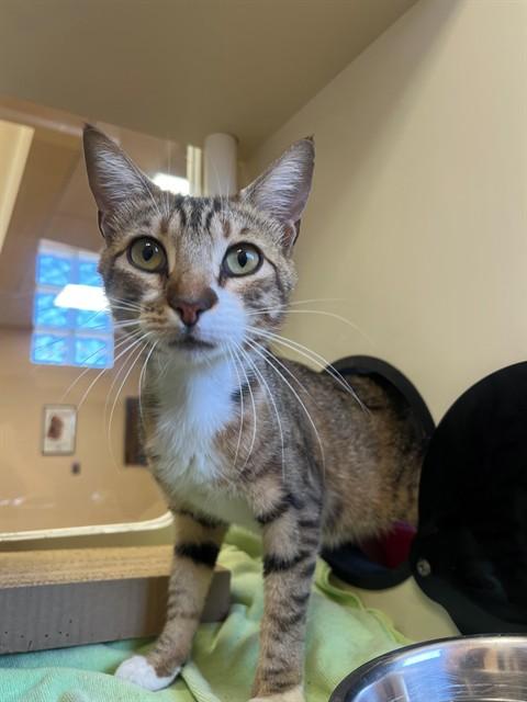 Enlarge RUSTY, a Adoptable Domestic Short Hair in Blythe, CA image 1/1