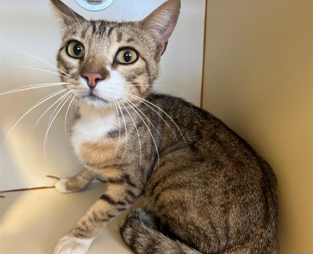 A1918862, Adoptable, Young Male Domestic Short Hair.