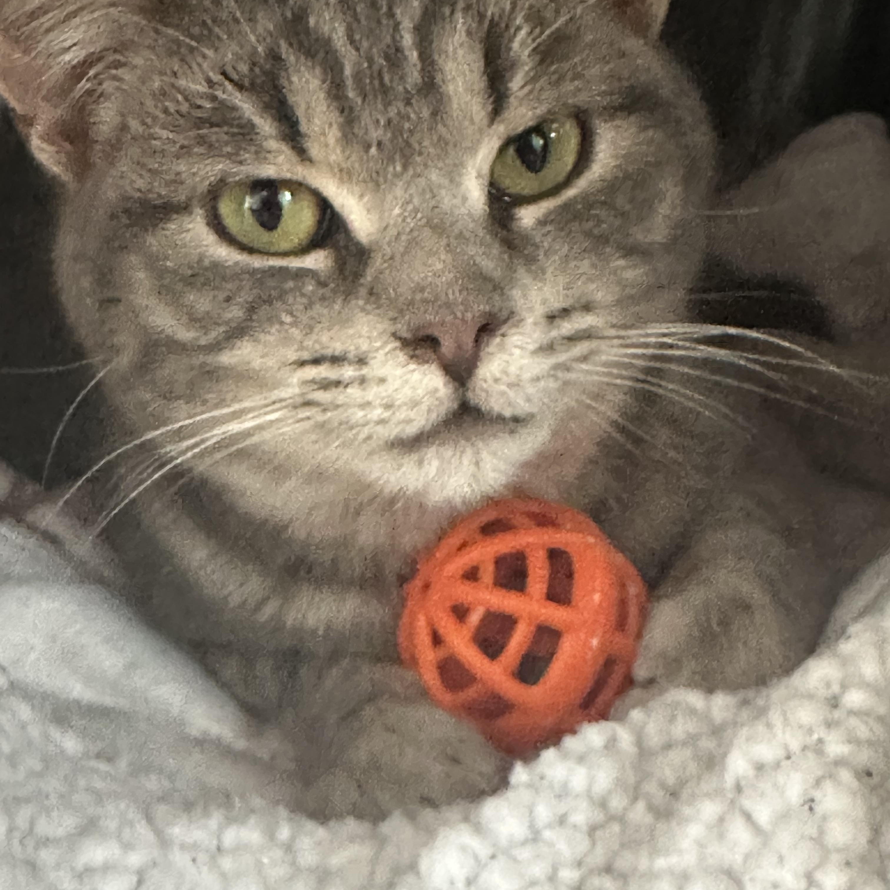 Enlarge Parker, a ADOPTABLE Domestic Short Hair in Mauston, WI image 1/2