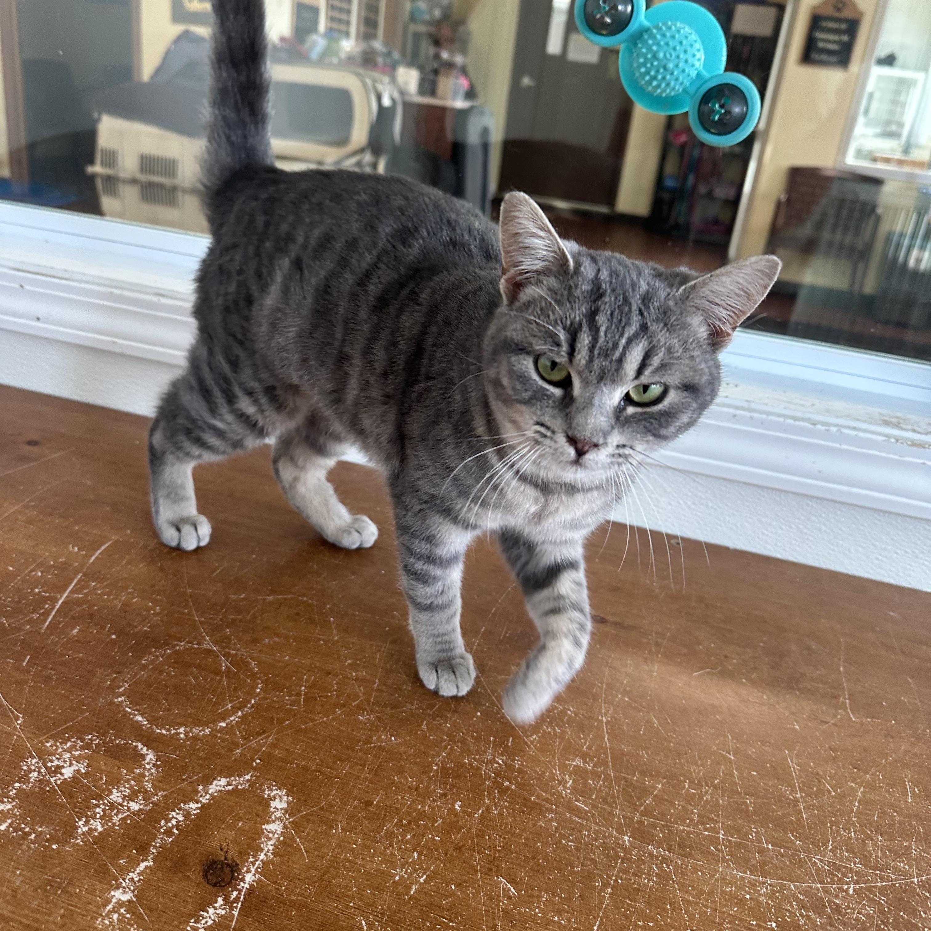 Enlarge Parker, a ADOPTABLE Domestic Short Hair in Mauston, WI image 2/2