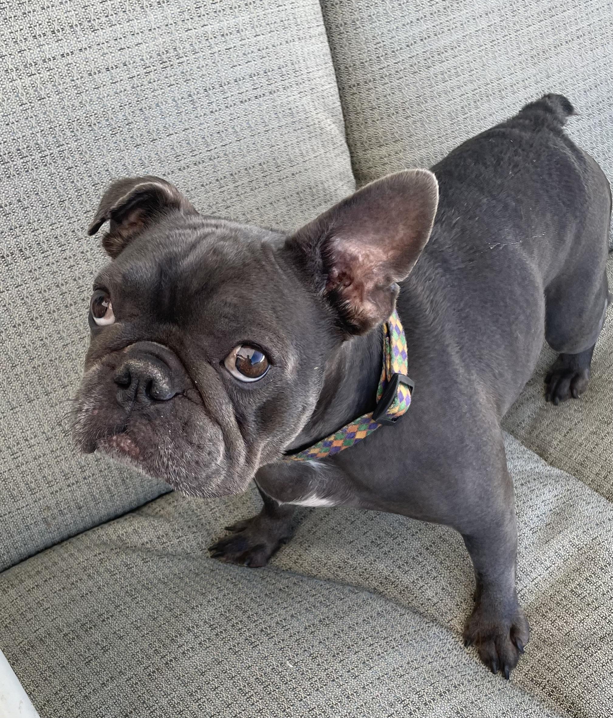 Venus, a Adoptable French Bulldog in LEHIGH ACRES, FL image 2/5