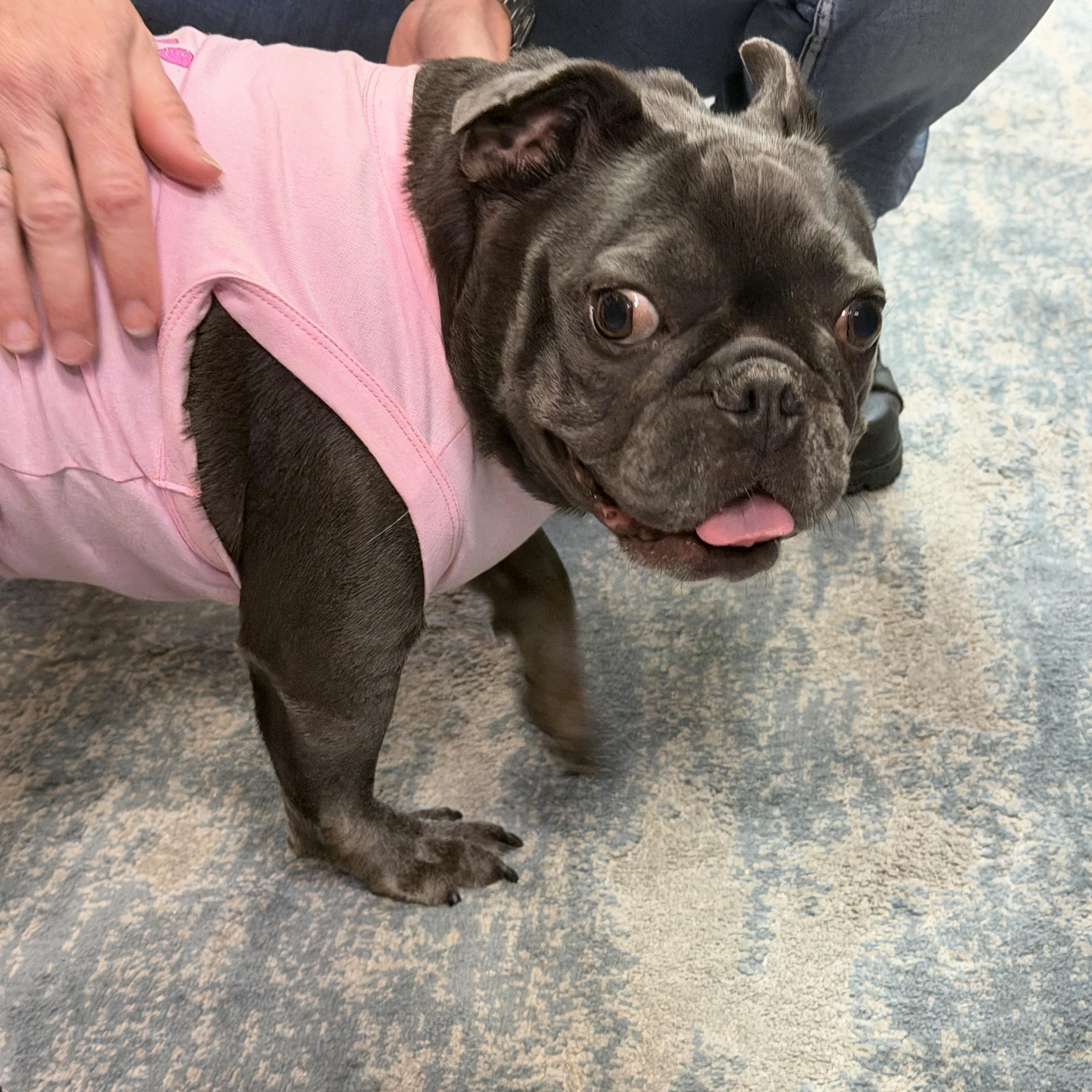 Venus, a Adoptable French Bulldog in LEHIGH ACRES, FL image 3/5