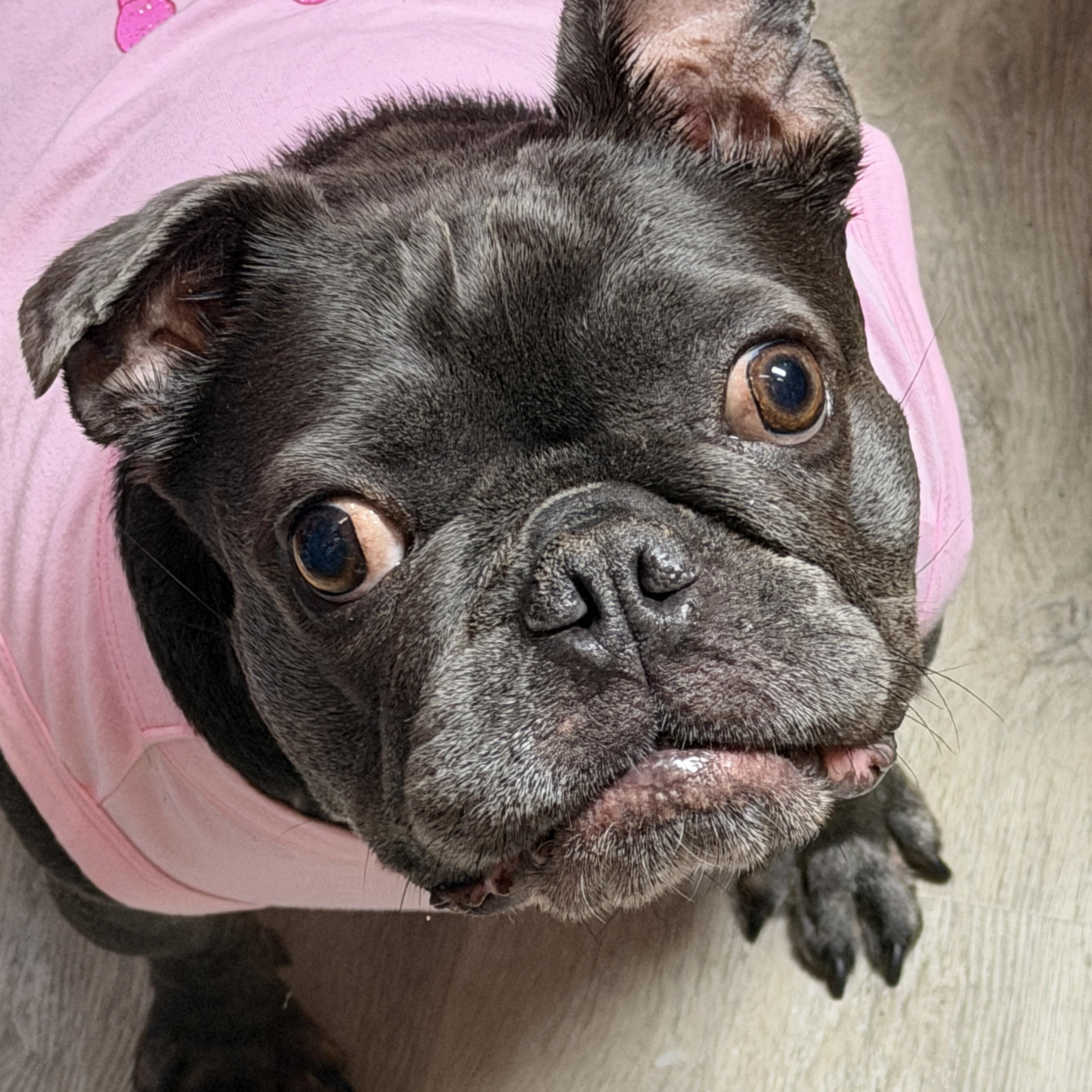 Venus, a Adoptable French Bulldog in LEHIGH ACRES, FL image 1/5