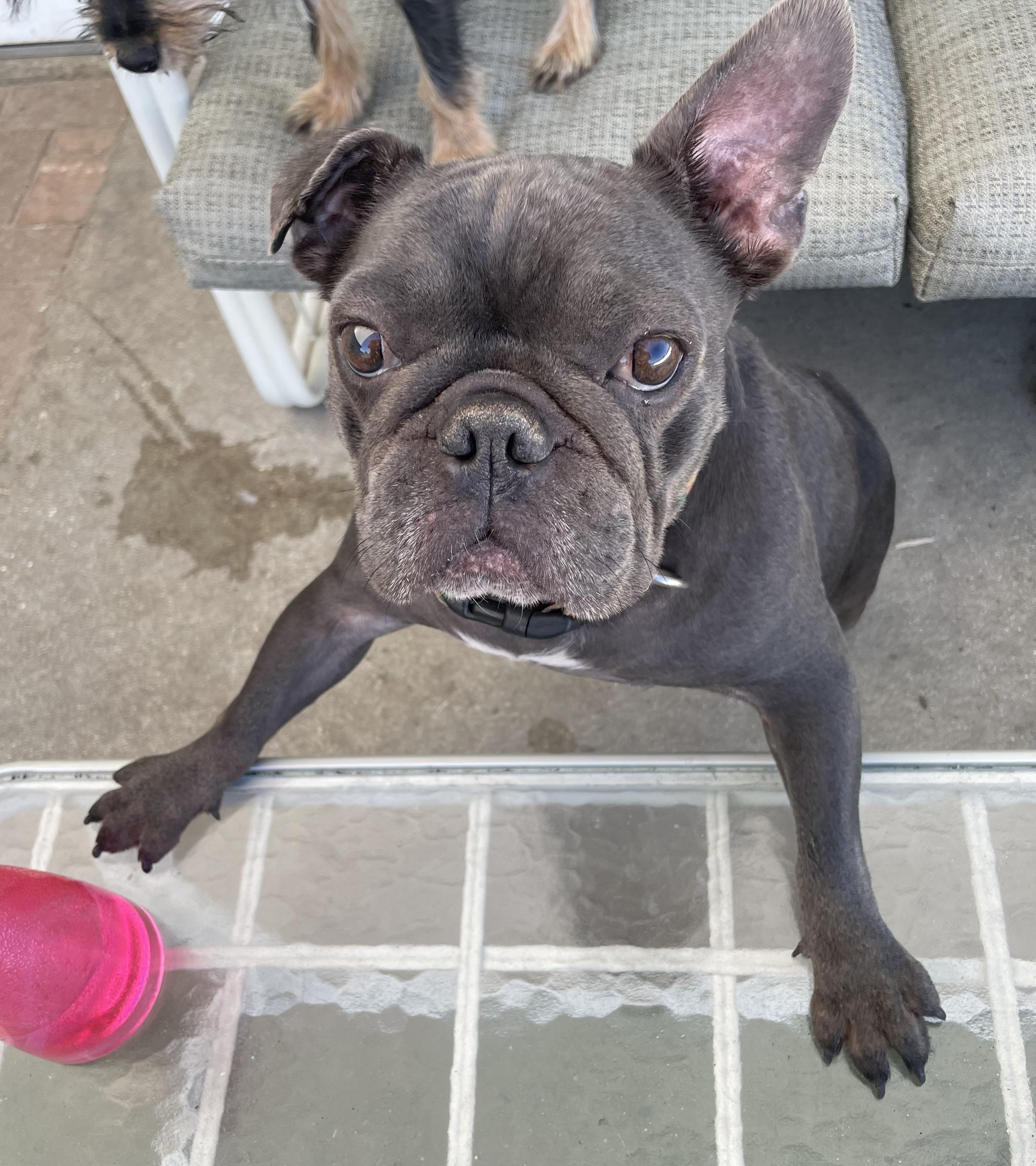 Venus, a Adoptable French Bulldog in LEHIGH ACRES, FL image 4/5