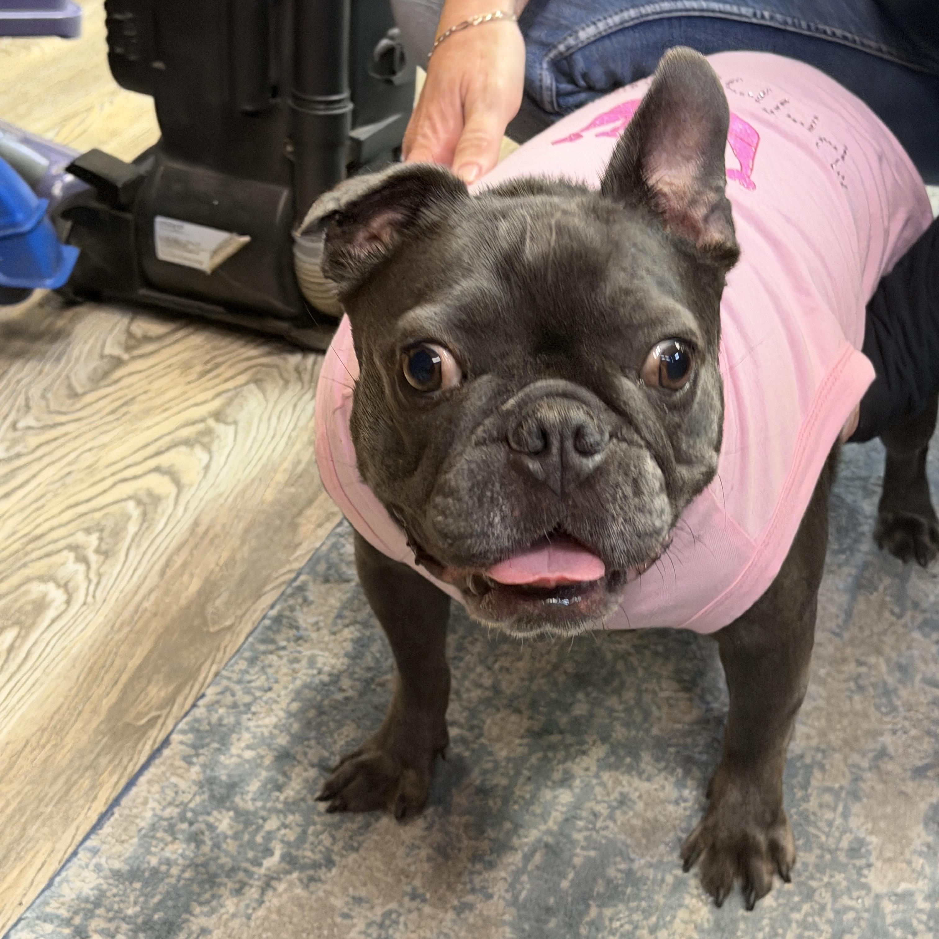 Venus, a Adoptable French Bulldog in LEHIGH ACRES, FL image 5/5