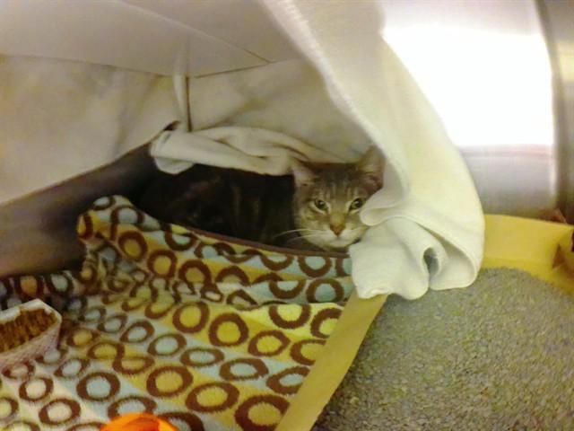 Enlarge ASGORE, a Adoptable mixed breed in Omaha, NE image 1/1