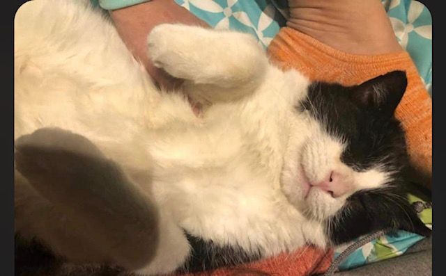 Hopscotch, adoptable, Adult Male Domestic Short Hair.