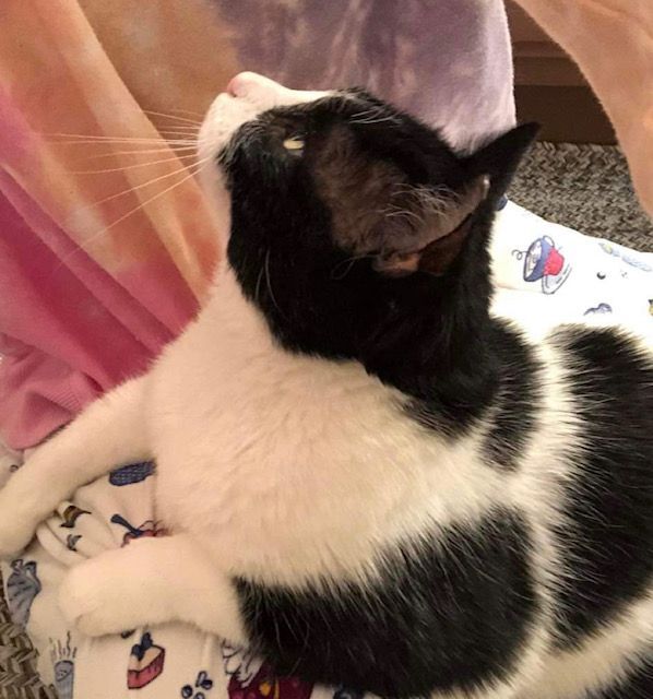 Enlarge Hopscotch, an adoptable Domestic Short Hair in Gilbert, AZ image 2/4