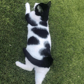 Enlarge Hopscotch, an adoptable Domestic Short Hair in Gilbert, AZ image 3/4