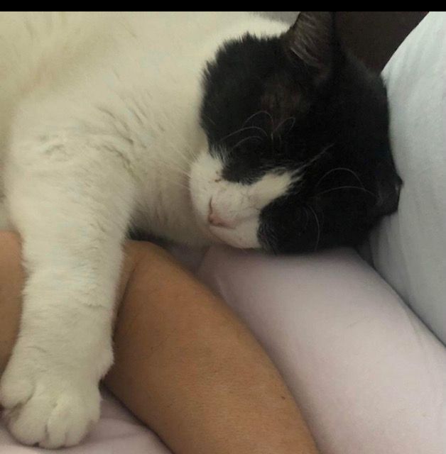 Enlarge Hopscotch, an adoptable Domestic Short Hair in Gilbert, AZ image 4/4